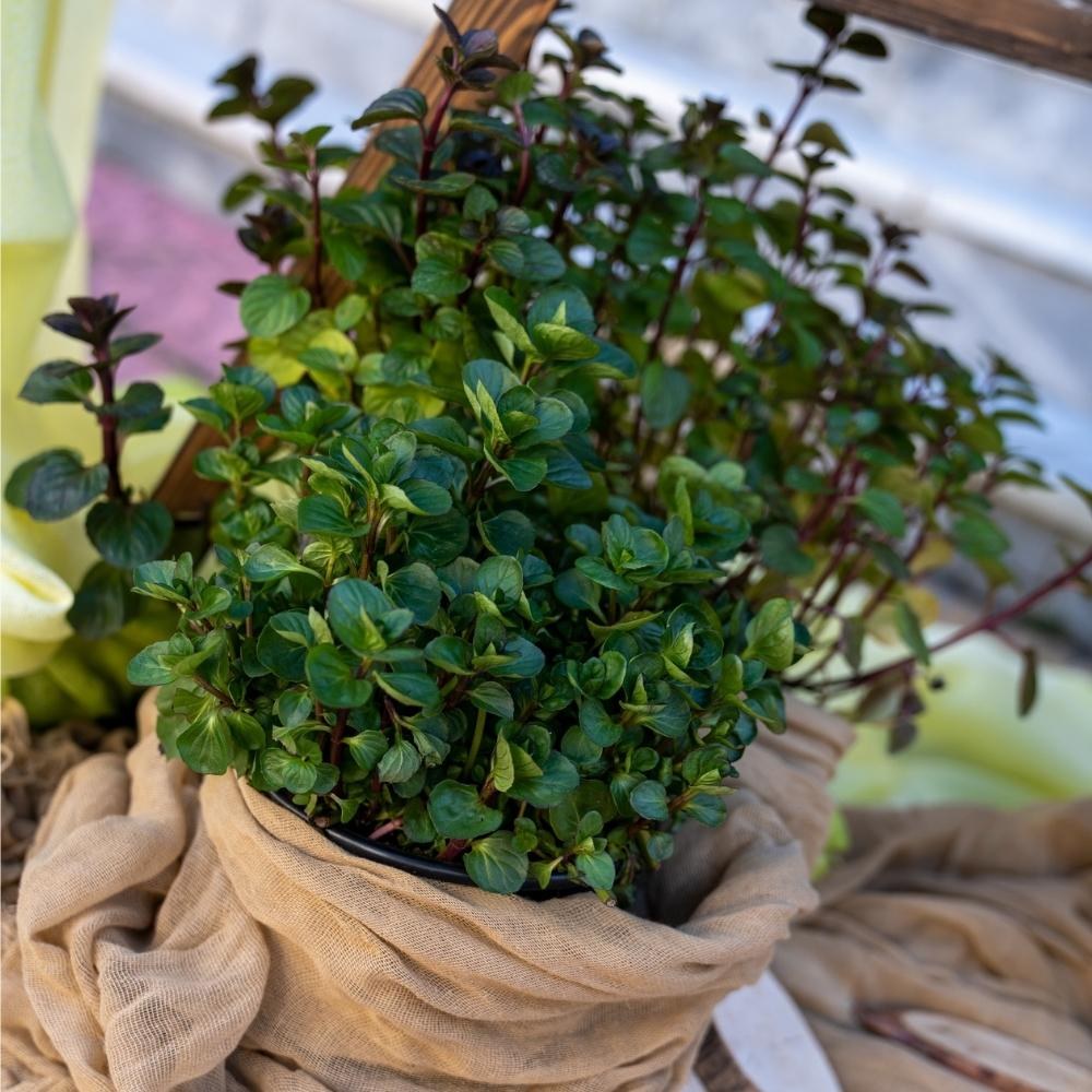 Στολισμός βάπτισης για αγόρι του μικρού Γεράσιμου - Θέμα βάπτισης ζωάκια του δάσους