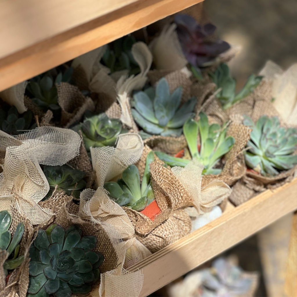 μπομπονιέρες βάπτισης παχύφυτα