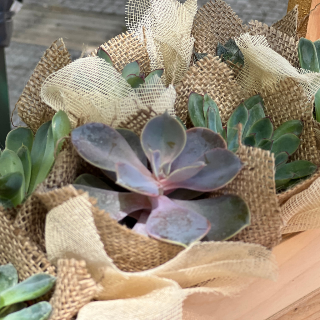 μπομπονιέρες βάπτισης παχύφυτα